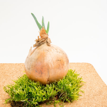 picture with onion, onion expelled the first sprouts