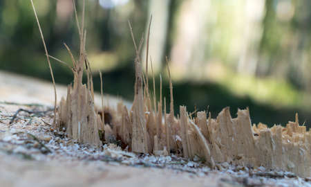 abstract picture with a sawn tree trunk, wooden fragments, close-up view, interesting texture