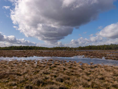 beautiful swamp landscape with white clouds in the sky, windy spring day, beautiful reflections, Kemeri swamp, Latviaの写真素材