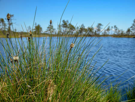 the first green fragments of spring plants on a blurred backgroundの写真素材