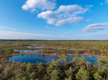 landscape with blue swamp lakes surrounded by small pine and birch trees and green moss on spring day with blue sky in the Great Kemeri Bog, Latviaの写真素材