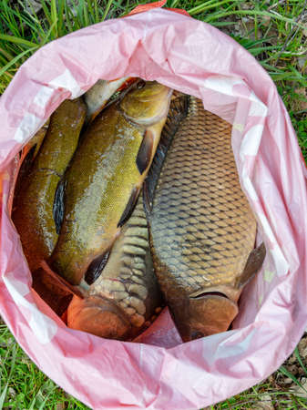 picture with a fisherman's catch in a plastic bag, fishing that leisure conceptの写真素材