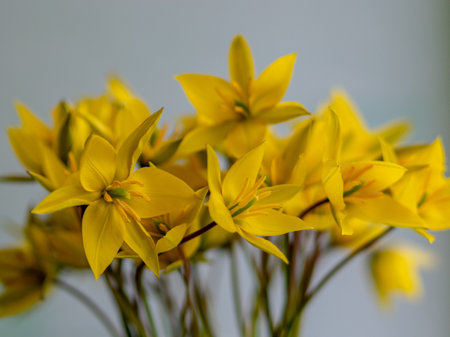 picture with yellow wild tulips in a glass vase, yellow petal fragments on a blurred background