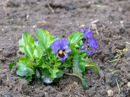 photo with small colored pansies planted in the ground, spring planting time in the gardenの写真素材