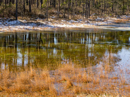 landscape with bog lake, bog pine grass and moss, Purezers, Puikule, Latvia