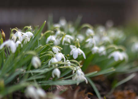 landscape with the first fragments of spring flowers and contours in the garden on a fuzzy...
