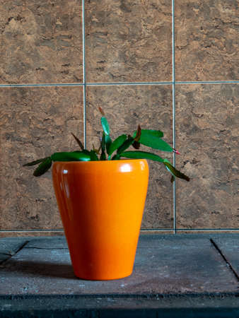 photo with beautiful colorful flower pots and green houseplantsの写真素材