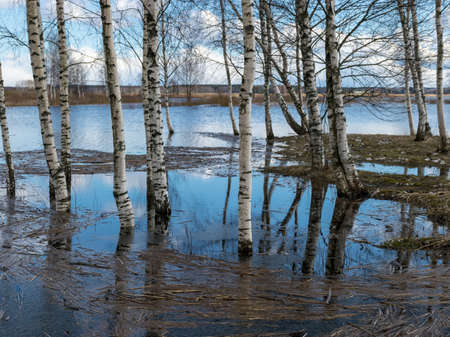 sunny landscape with lake, cloud glare in water, naked tree silhouettes in the distanceの写真素材