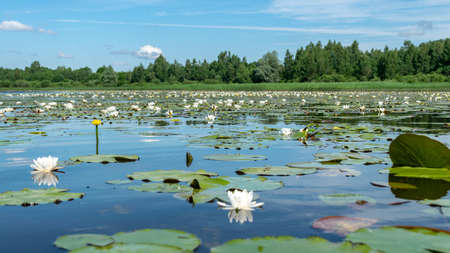 beautiful aquatic vegetation at the river bank on a sunny summer day, the lotus background photo is...