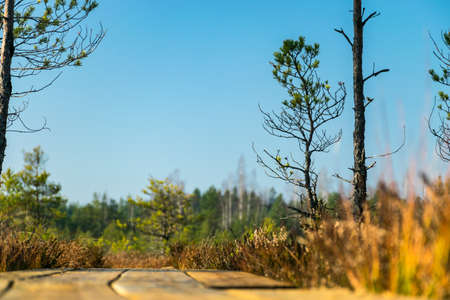 a wooden footbridge leads through the bog, colors typical of autumn in nature, bog plants painted in...