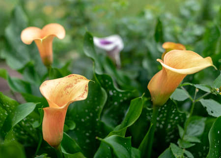 summer flowers in the garden on a sunny day, gardener summerの写真素材