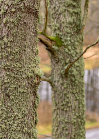 tree trunks overgrown with moss and lichens, autumn park, old tree trunks, autumn