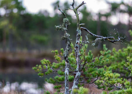 marsh pine branches in close-up, crippled mire pines in the autumn morning, the first frost covers the ground in the marsh, Latvijas mireの写真素材