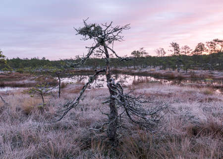 marsh pine branches in close-up, crippled mire pines in the autumn morning, the first frost covers the ground in the marsh, Latvijas mireの写真素材