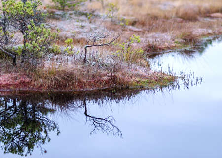 dusk morning in the swamp, first frost on moss mosses, lichens and grass, dark tree silhouettes,...