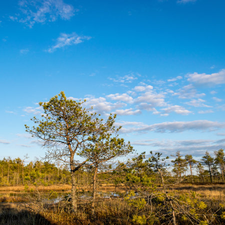 Nice landscape with evening and sunset over the bog lake, crystal clear lake and peat island in the lake and bog vegetation, bog pine in the background. Madieseni swamp, Kocenu district, Latviaの写真素材