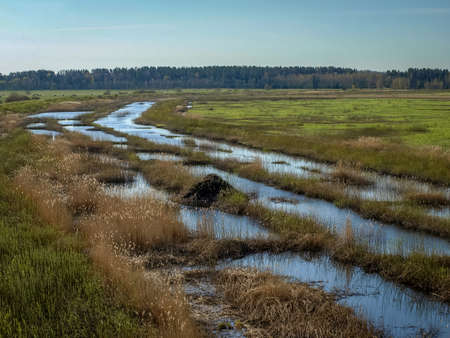 beaver house in the lake meadow, spring landscape