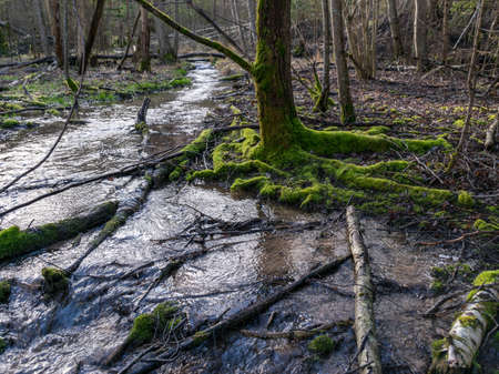 landscape with small and wild river, mossy rocks and tree trunksの写真素材