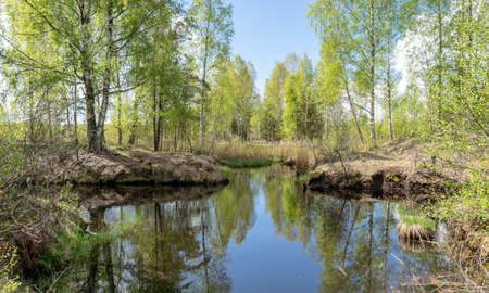 landscape with a swamp ditch, white birches along the edges, swamp grass and moss, wonderful reflections in the dark swamp waterの写真素材