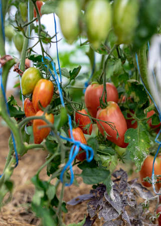 picture with tomatoes of different shapes and sizes, film greenhouse, gardening as a hobby, autumn harvest timeの写真素材