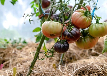 picture with tomatoes of different shapes and sizes, film greenhouse, gardening as a hobby, autumn harvest timeの写真素材