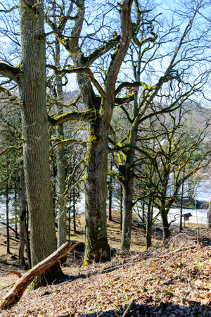 bare tree trunks in spring, old trees on the lake shore, bright blue sky