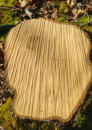 abstract close-up of rotten old wood, wood texture, suitable for backgroundの写真素材