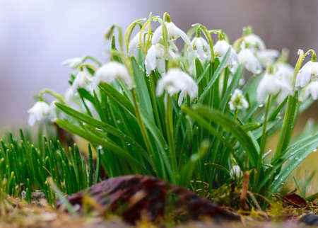 white snowdrop flower fragments on a fuzzy background, the first spring foliage
