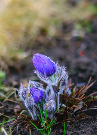 morning dew, purple pasque flower, refers to the Easter flowering period in spring, the first spring flowers, Pulsatillaの写真素材