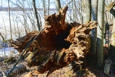 landscape with bare trees in early spring, old tree trunks, tree trunk close-up