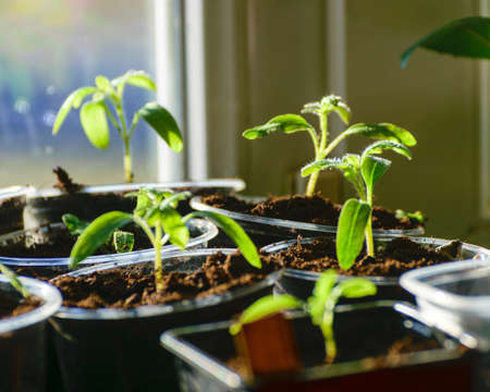 the first green seedlings on the windowsill of the house, the concept of florists, the first...
