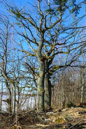 bare tree trunks in spring, old trees on the lake shore, bright blue sky