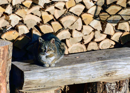 cat warms up in the first morning sun, view of the backyard in the early spring morning, firewood for the winter, morningの写真素材