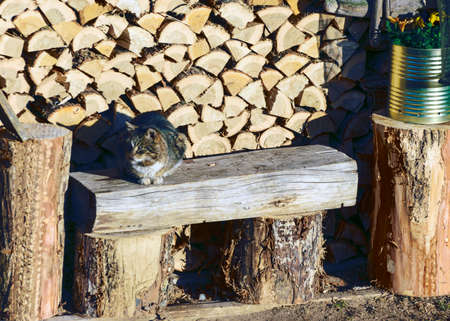 cat warms up in the first morning sun, view of the backyard in the early spring morning, firewood...