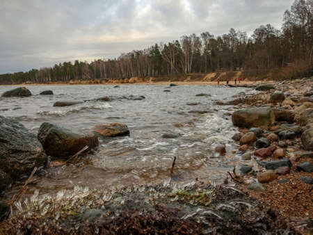 landscape with stony sea coast, frozen reed texture, Vidzeme stony beach, Latviaの写真素材