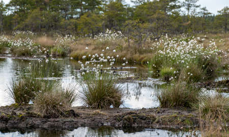 wild swamp image with bog vegetation, background image Madiesenu bog, Kocenu district, Latvia