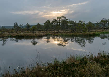 beautiful bog landscape, the land is covered with bog vegetation, moss, grass and small pines, sky...