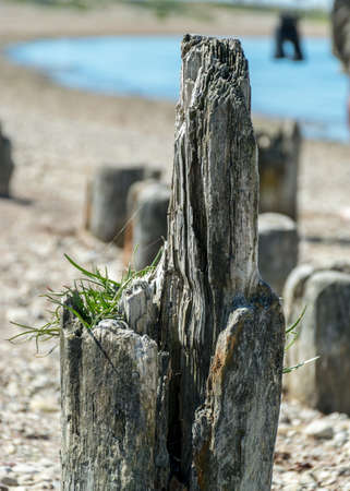 sunny landscape with rocky sea shore and old wooden piles, Baltic sea shore, Saaremaa, Sorves peninsula, Estoniaの写真素材