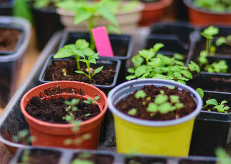 green spring seedlings in a pot, preparing for spring work, gardening as a hobbyの写真素材