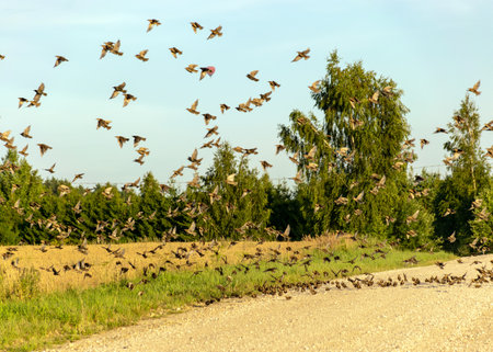 beautiful autumn landscape with many small migratory birds flying, migratory birds flying away, autumnの写真素材