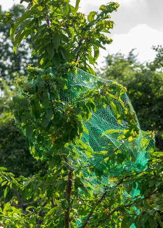photo with juicy yellow cherries on a tree branch, cherries covered with a green net, protection against birds, in the summer gardenの写真素材