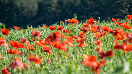 landscape with bright red poppies, fragments of poppy petals on a blurred background