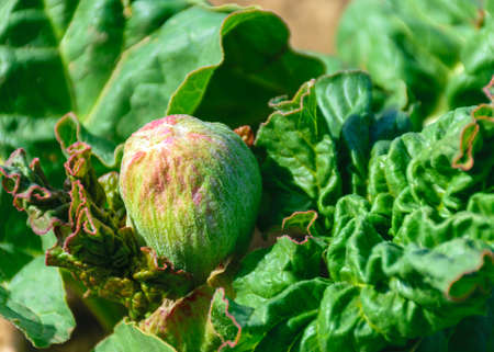 beautiful pink rhubarb flower, the first flower among the green leaves, a happy pink bud on a...