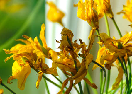 beautiful, blooming yellow wild tulip flowers, flowers in a glass vase on the windowsill, Tulipa sylvestris, the beauty of old flowersの写真素材