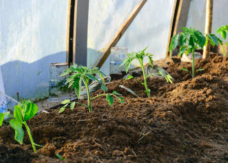 tomato seedlings in early spring, simple film greenhouse, gardener's concept, plant growing
