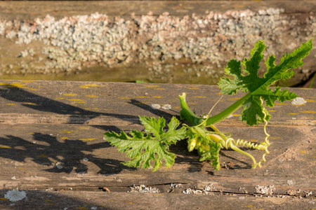 A closeup shot of a green plant growing on a wooden surfaceの写真素材