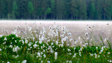 gentle, white bog flowers, green background, sunny summer morning, fog in the background, marshy lake shore, Eriophorum vaginatumの写真素材