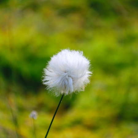 gentle, white bog flower close-up, green background, sunny summer morning, fog in the background, marshy lake shore, Eriophorum vaginatumの写真素材