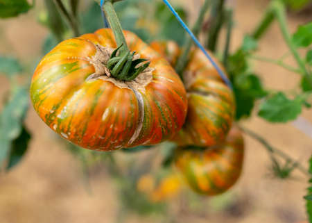 picture with tomatoes of different shapes and sizes, film greenhouse, gardening as a hobby, autumn harvest timeの写真素材