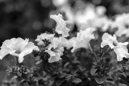 summer flowers in the garden on a sunny day, gardener summerの写真素材